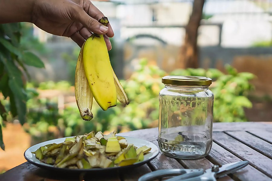 engrais peau de banane pour citronnier