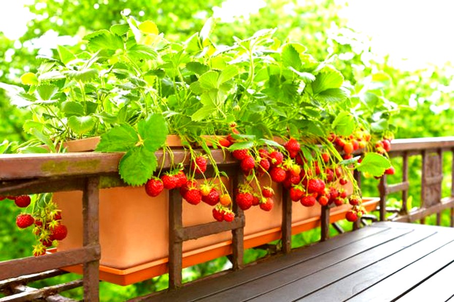 engrais pour les fraises