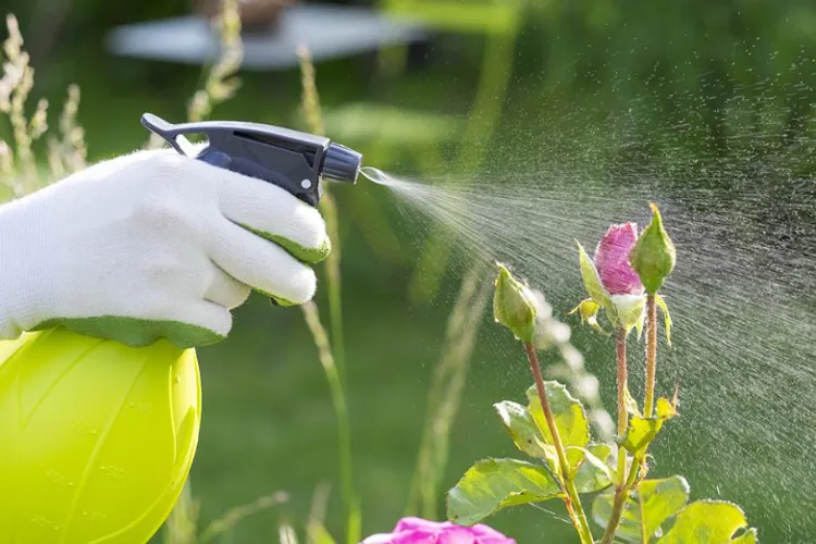 entretenir ses plantes avec du savon noir printemps 2022