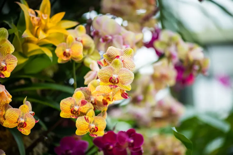 entretenir une orchidée jaune et rouge orange rose marron