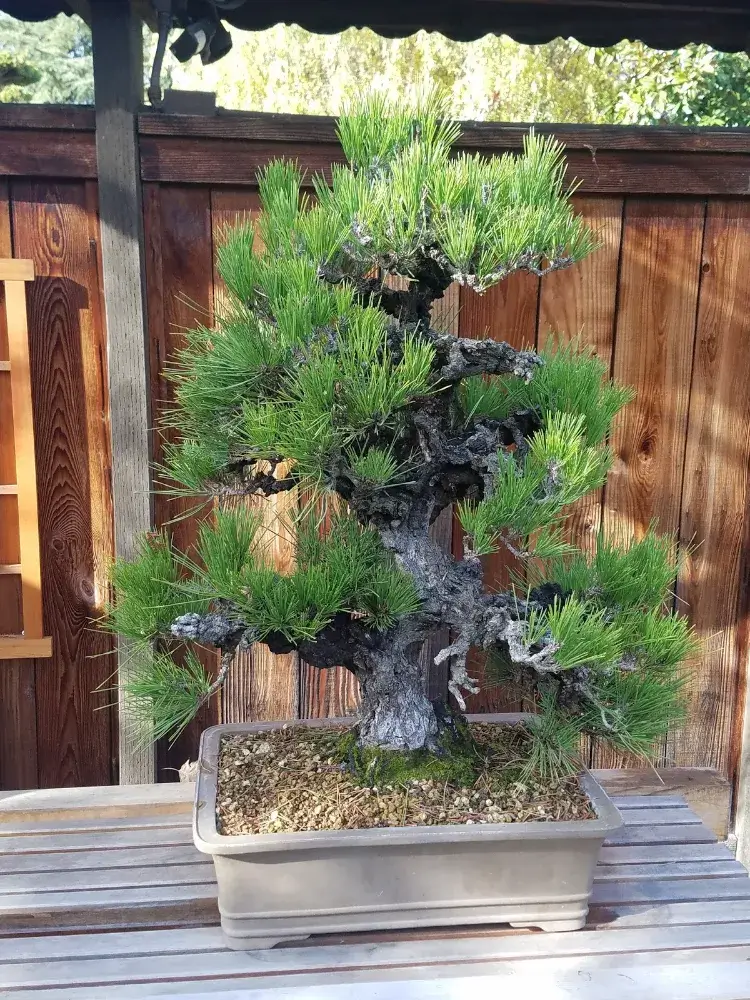 entretien bonsaï conifère intérieur extérieur comment prendre soin arbre nain pot
