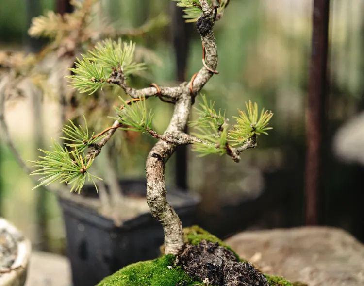 entretien bonsai intérieur extérieur comment prendre soin arbre donner forme ligature