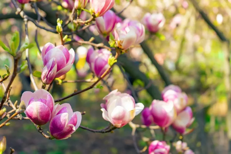 entretien magnolia en pleine terre conseils arrosage