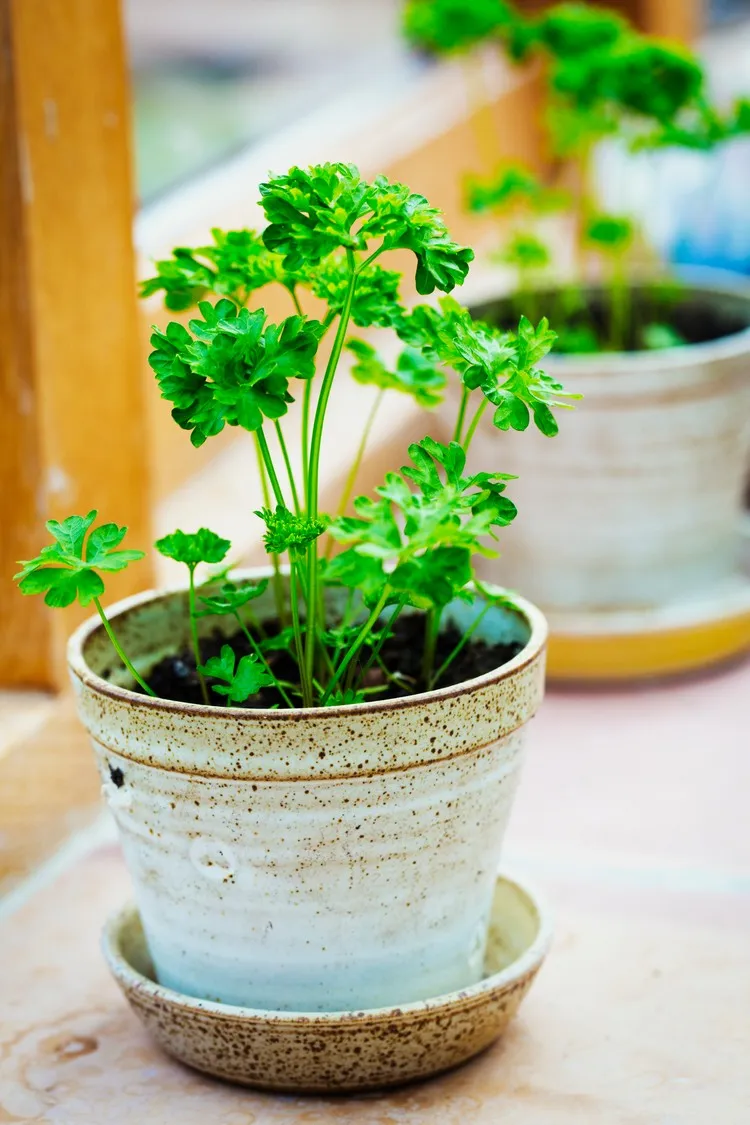 grow parsley indoors on the windowsill in the kitchen