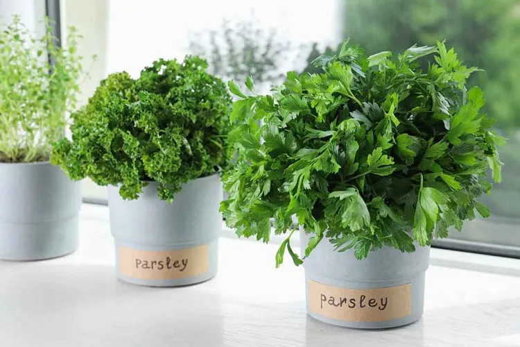 growing parsley in a pot how and when to water growing aromatic herbs in the kitchen