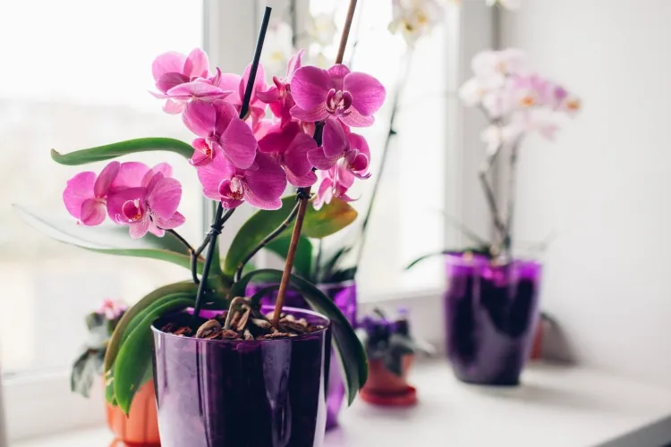 faire refleurir une orchidée astuces de pro