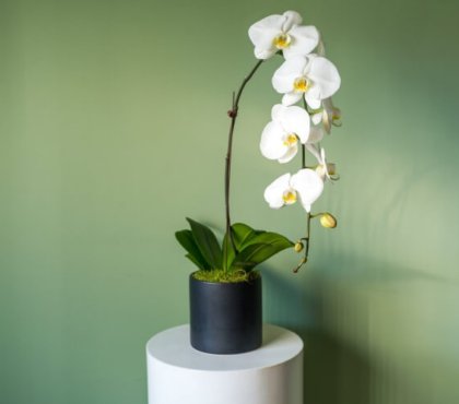 faire refleurir une orchidée phalaenopsis