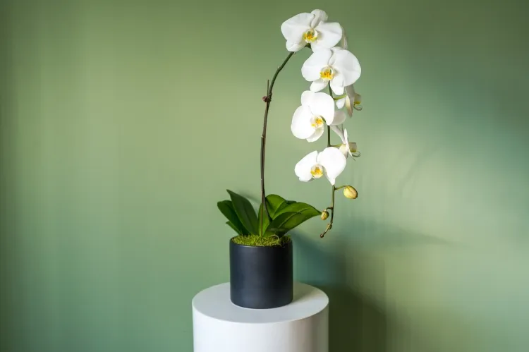 faire refleurir une orchidée phalaenopsis