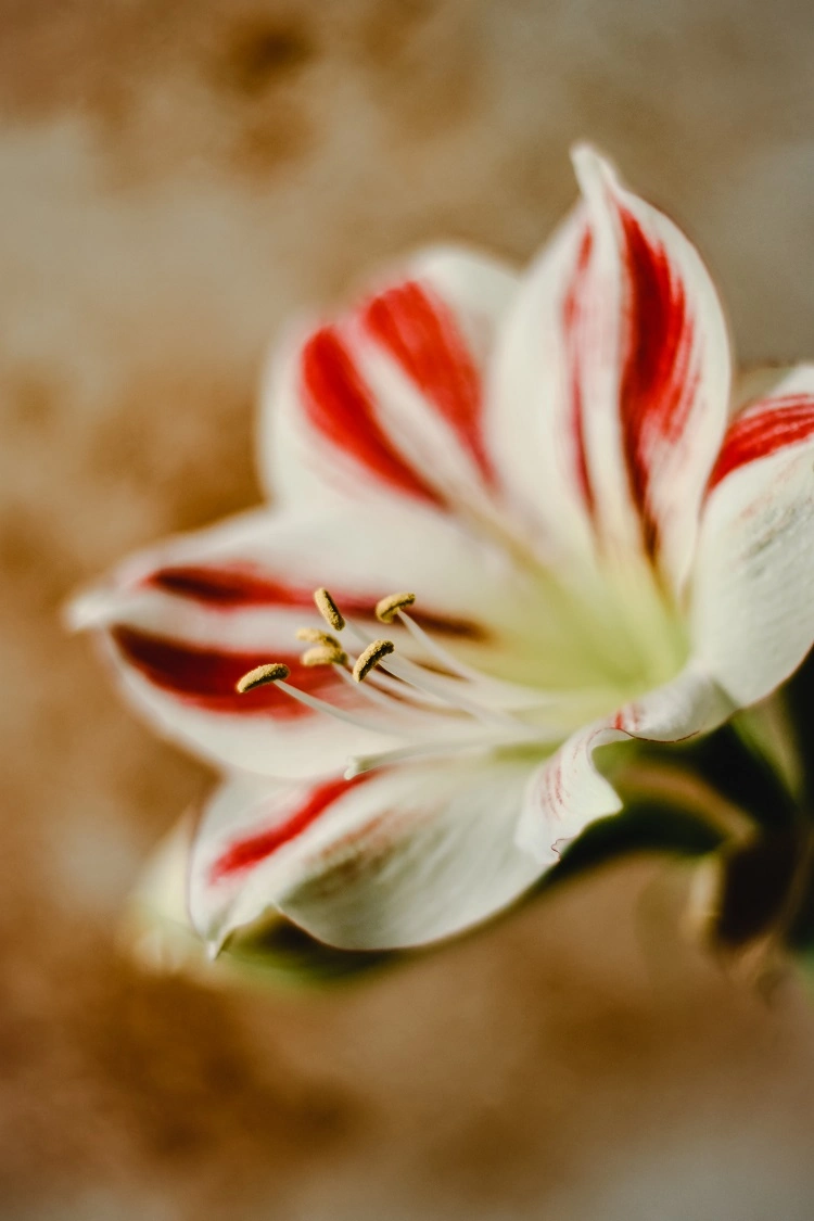 fleur amaryllis en pot