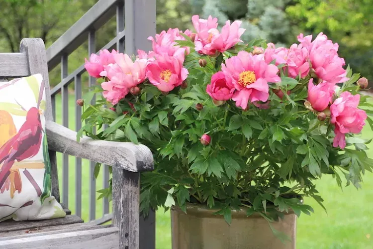 fleur rose pour balcon ou patio