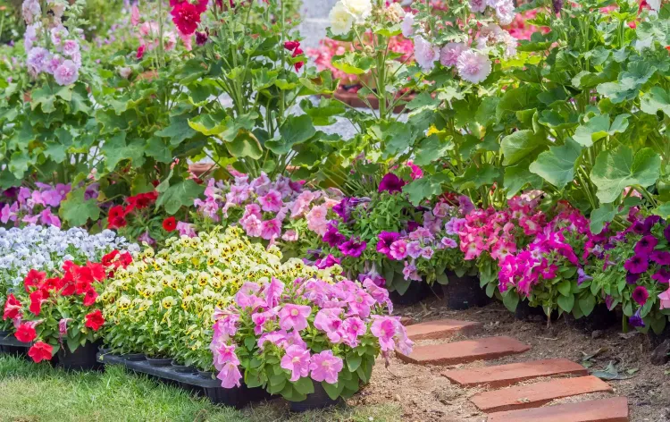 fleurs à semer pour un jardin bien coloré 2022