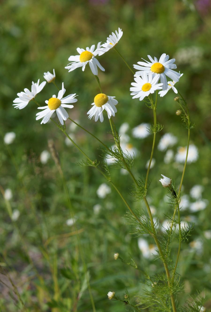 fleurs allergisantes