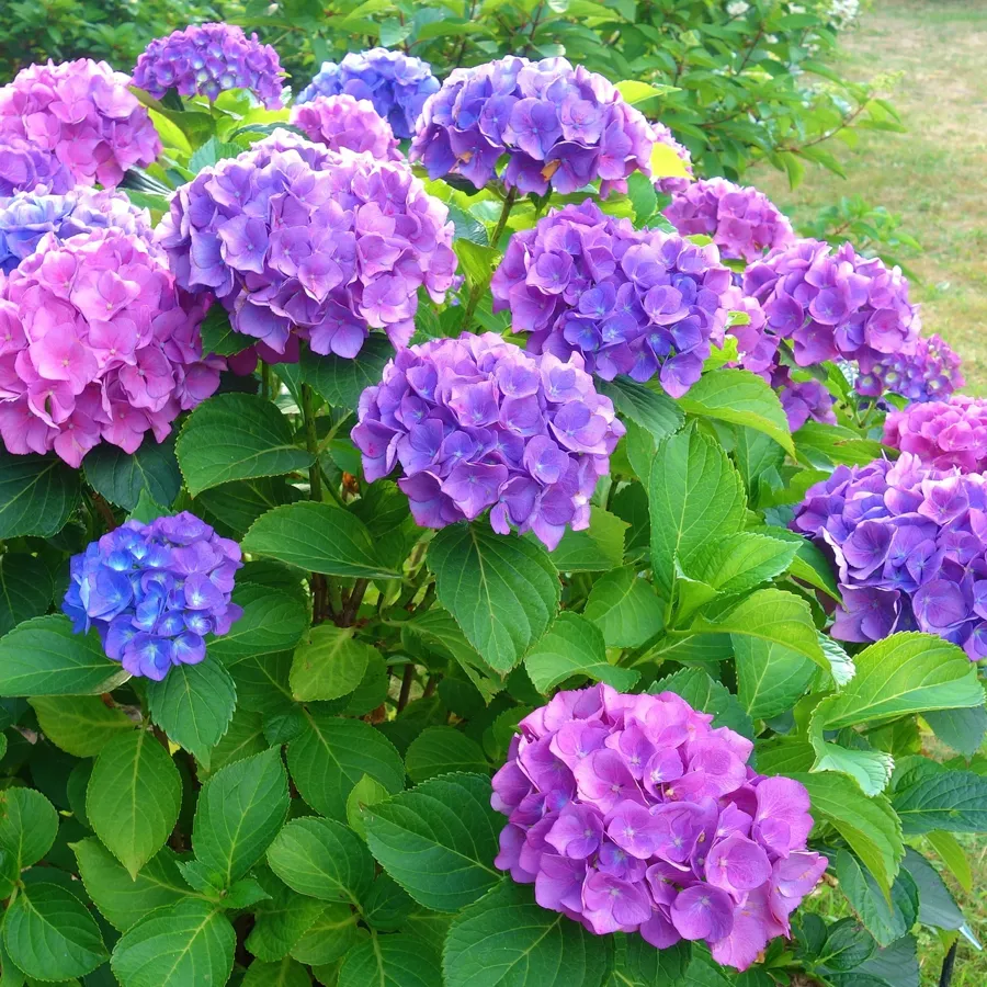 hortensia ombre