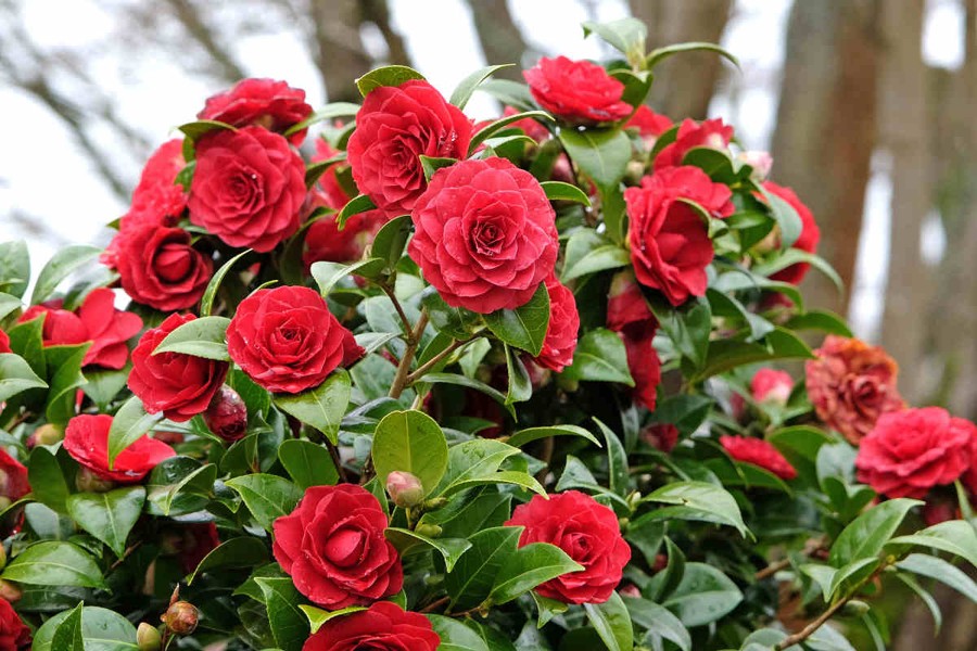 jardin ombragé que planter