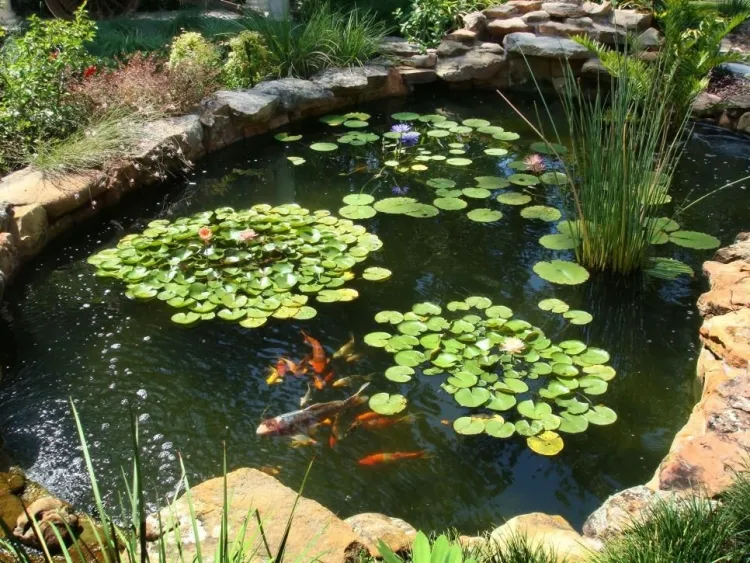 jardinage en mai entretien bassin