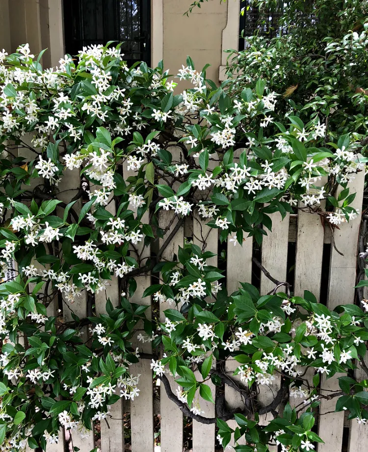 jasmin étoile plante grimpante exterieur fleurs mur balcon terrasse