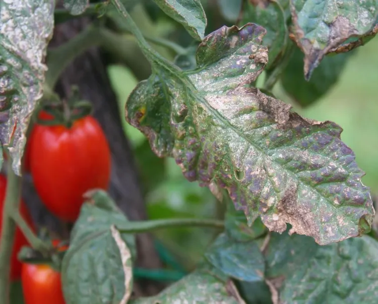 l'ail contre le mildiou de la tomate 2022