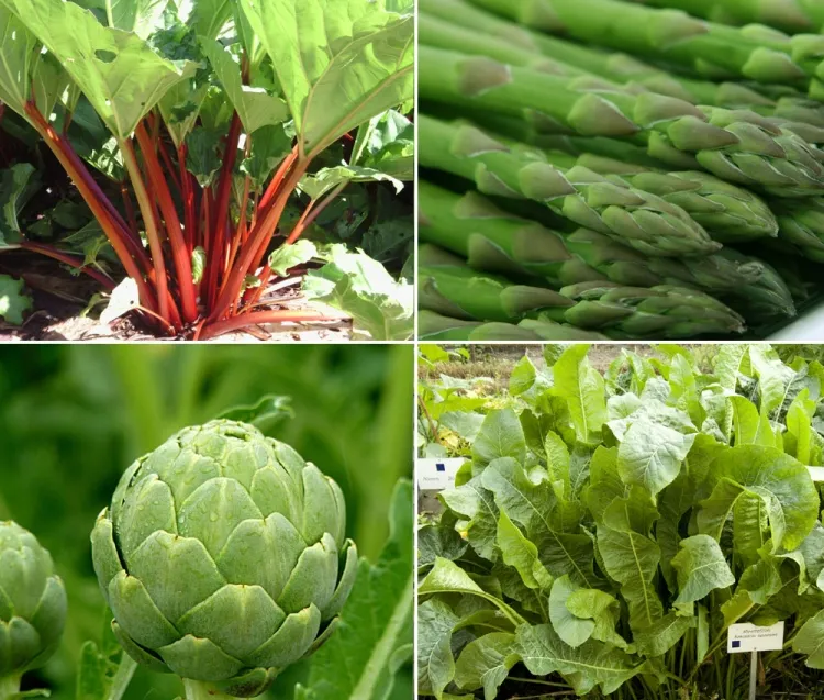 légumes vivaces enracinement profond puisent incorporent tissus organes