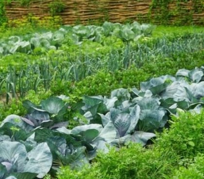 légumes vivaces permanence prolonger vie jardin contribuer composition sol