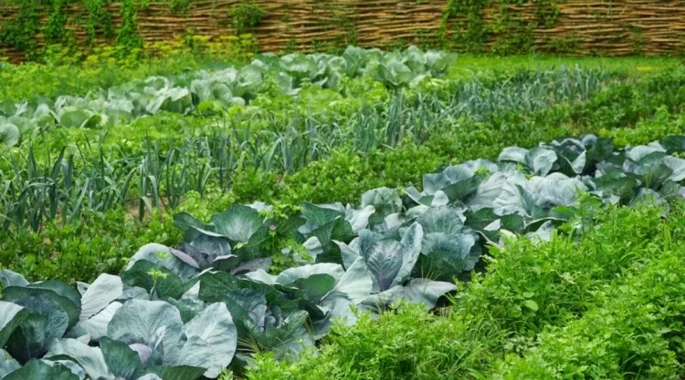 légumes vivaces permanence prolonger vie jardin contribuer composition sol