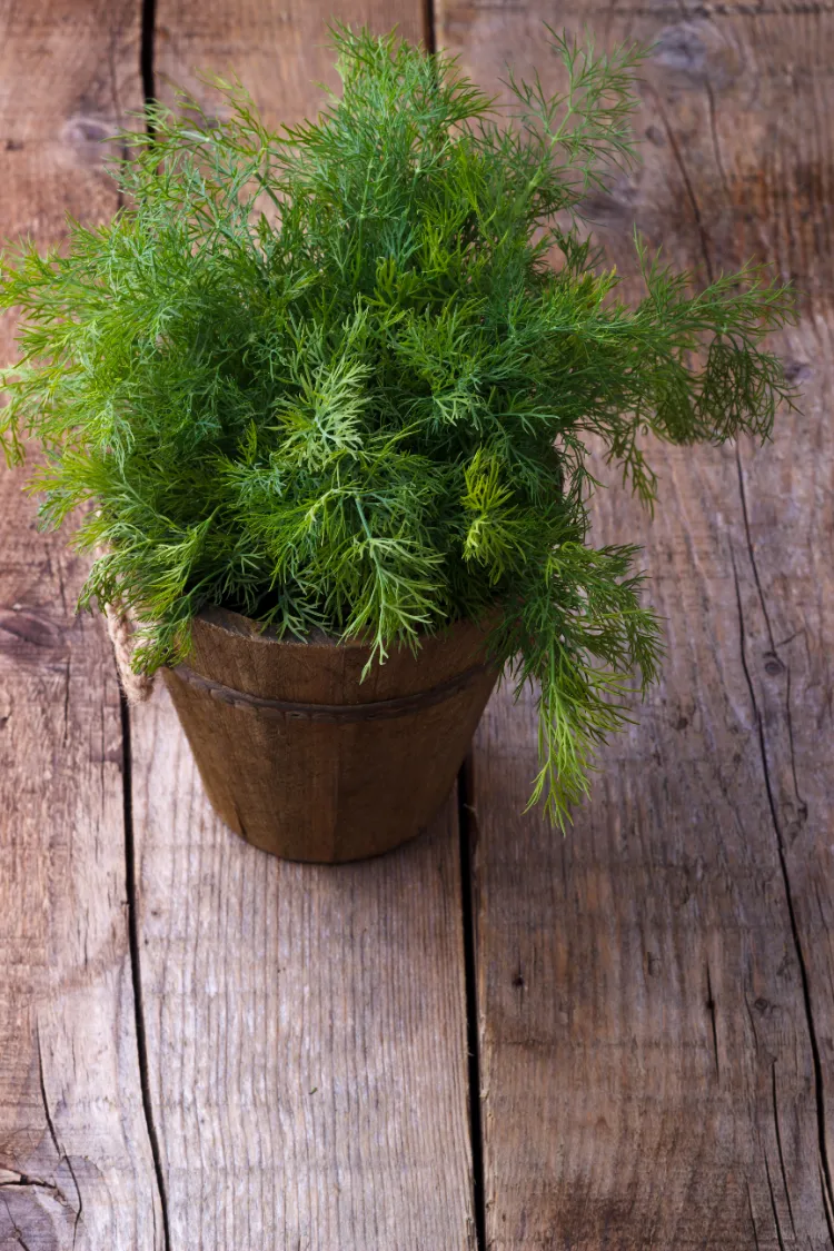the benefits of dill in the kitchen