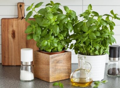 les bienfaits du basilic