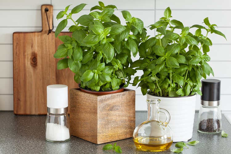 the benefits of basil