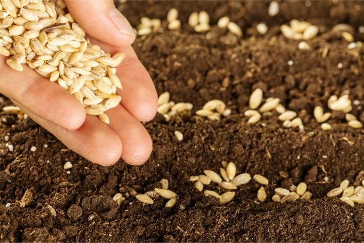 les légumes à planter en avril à partir de plants attendre gels partis sortir plants