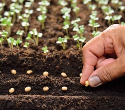 les légumes à planter en avril à partir de plants cas gels efforts vains perte plants