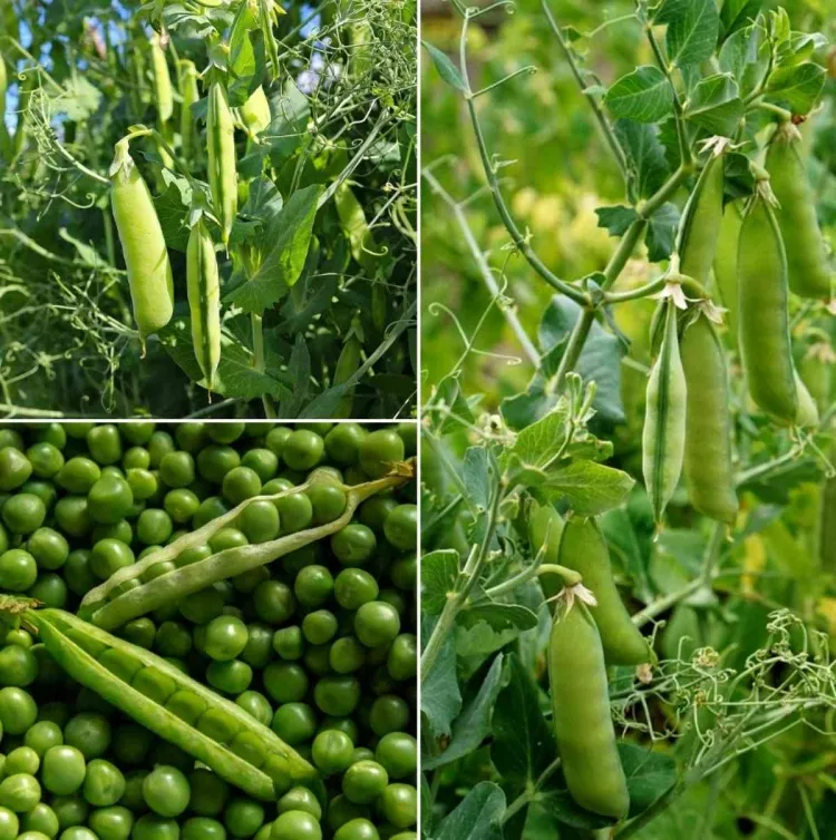 vegetables to plant in April abundant harvest mid-June peas arrange climb terrace