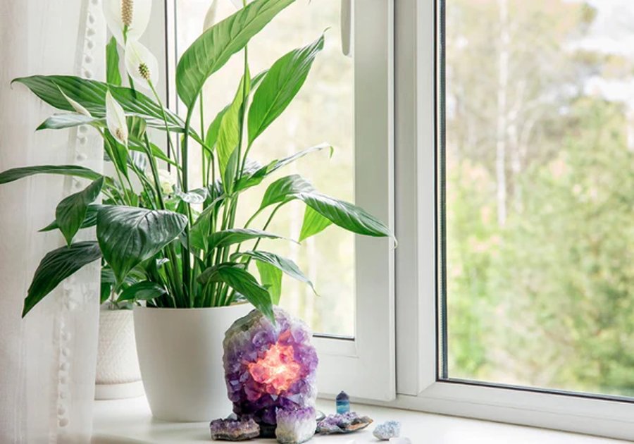 les plantes qui attirent la chance