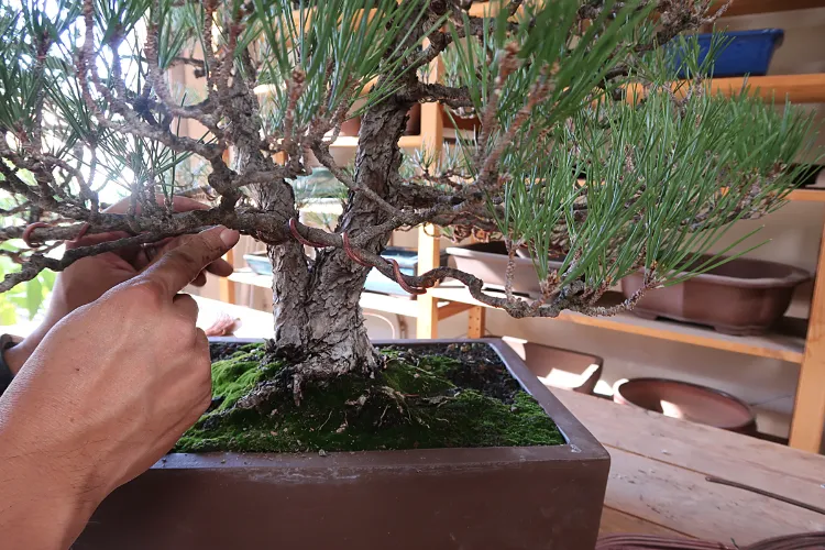 ligature entretien bonsaï intérieur extérieur comment prendre soin arbre donner forme