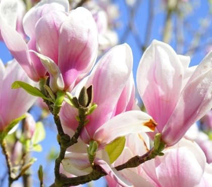 magnolia arbre à fleurs roses au printemps