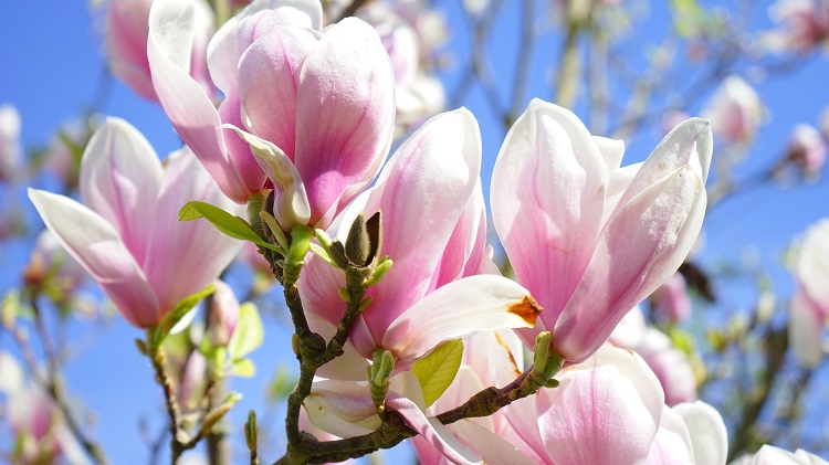 magnolia arbre à fleurs roses au printemps