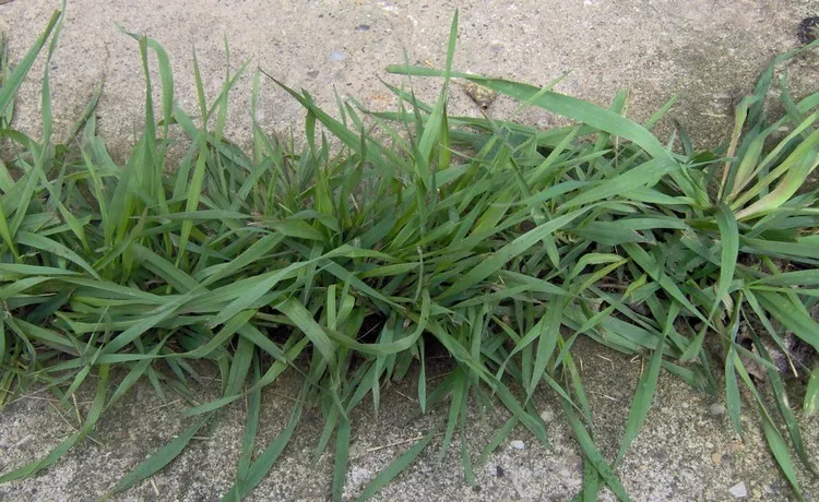 Quackgrass weed how to remove garden maintenance