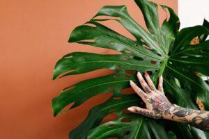meilleures plantes pour lutter contre l'humidité maison salle de bain printemps 2022