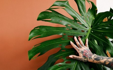 meilleures plantes pour lutter contre l'humidité maison salle de bain printemps 2022