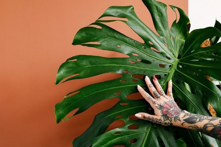 meilleures plantes pour lutter contre l'humidité maison salle de bain printemps 2022