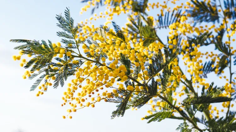 mimosa engrais pour arbre à fleurs