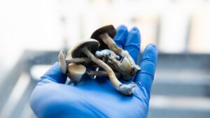 nouveau traitement pour la depression étude scientifique champignons hallucinogènes psilocybine
