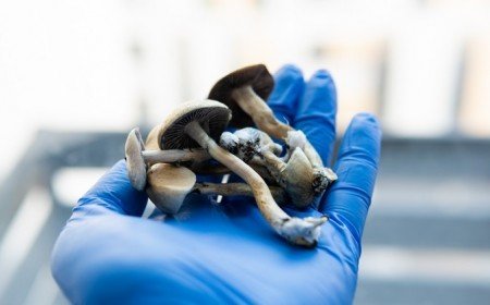 nouveau traitement pour la depression étude scientifique champignons hallucinogènes psilocybine