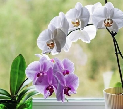 orchidée pomme de terre conseil entretien orchidée engrais naturel