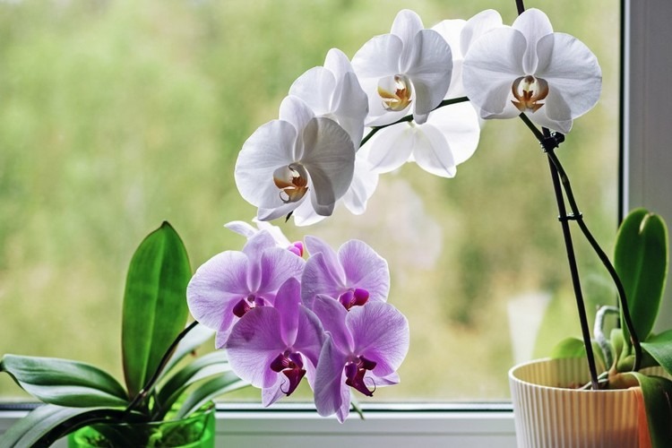 orchidée pomme de terre conseil entretien orchidée engrais naturel