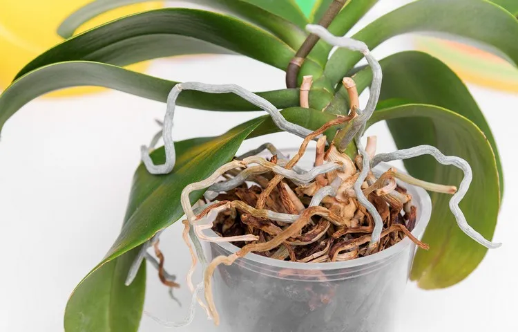 orchidée racines qui sortent du pot que faire faut il couper les racines des orchidées
