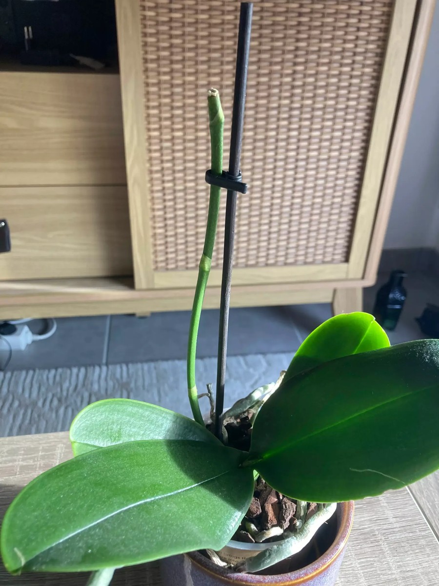 orchidée sans fleur que faire