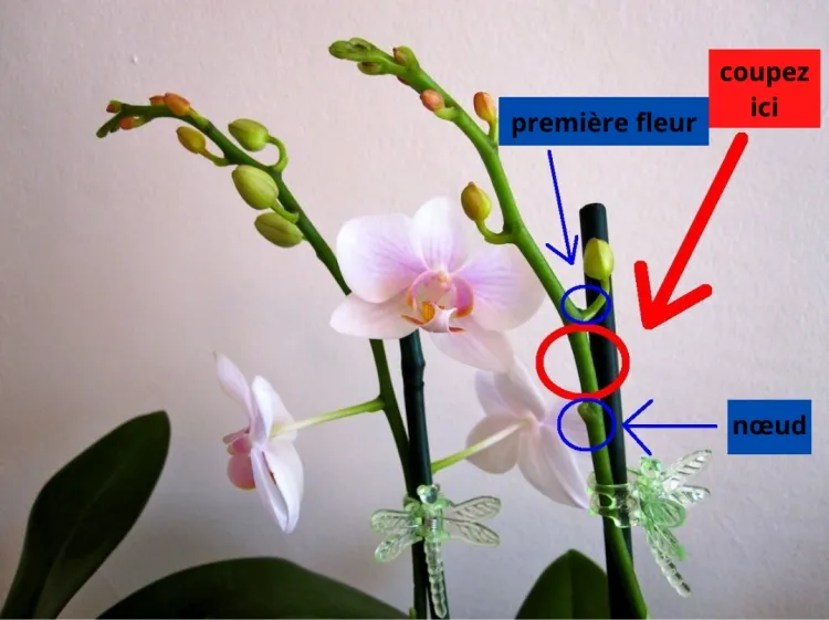 orchidée sans fleurs que faire