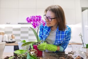 orchidées racines aériennes entretien que faire astuces