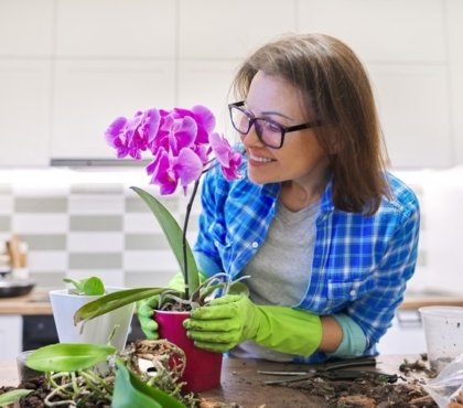 orchidées racines aériennes entretien que faire astuces