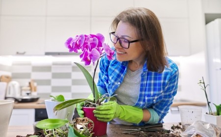 orchidées racines aériennes entretien que faire astuces