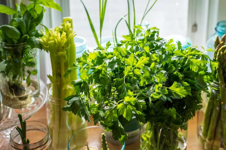 where do you place the aromatic plants in the house?